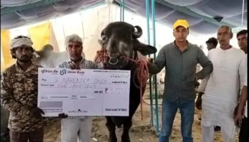 खिलाने का खर्चा 4 लाख है, और 