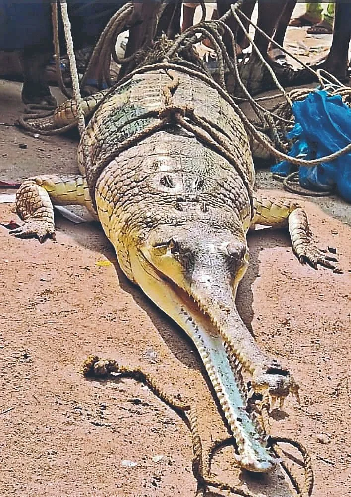 छपरा में आमी शक्तिपीठ के पास गंगा नदी से निकला 10 फुट लंबा घड़ियाल, दो युवकों पर किया हमला, मचा हड़कंप