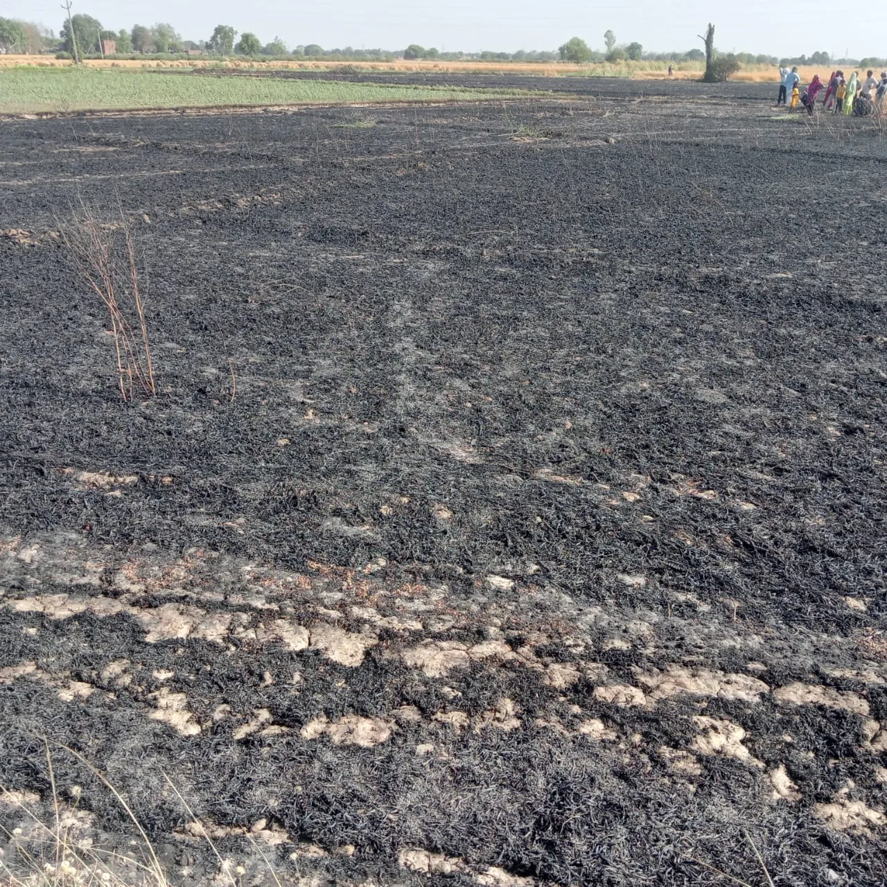 फतेहपुर:  प्रचंड आग से जल गई दो किसानो की 6 बीघे गेहूं की फसल