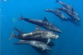 आखिर किस भाषा में बात करती हैं व्हेल