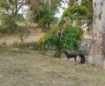 मास्टर साहब ने शब्दों में दिखाई चटोरी चन्दू की