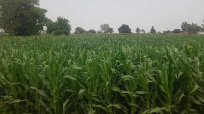 बदायूं: हल्की बूंदाबांदी से फसलों को मिली संजीवनी, किसानों के खिले चेहरे