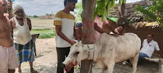 Ballia News: अचानक हुआ तेज विस्फोट और गोल-गोल घूमने लगी गौ माता
