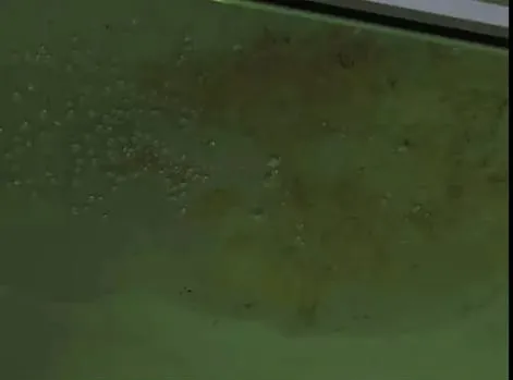 गोरखपुर महिला जिला अस्पताल की बदहाल स्थिति: मरीजों के बेड पर टपक रहा छत का पानी, प्रसूताओं ने भोजन न मिलने की शिकायत उठाई