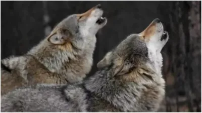 बहराइच: पांच वर्षीय मासूम को भेड़ियों ने बनाया निशाना, तीन महीनों में 9 हमलों से गांवों में दहशत का माहौल