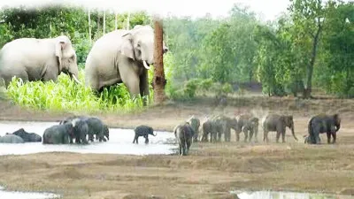 UP News: अनुकूल माहौल और बिछड़े साथियों की तलाश में पीलीभीत टाइगर रिजर्व पहुंच रहे नेपाली हाथी