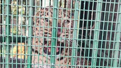 Lakhimpur Kheri News : बाघ के लिए लगाए गए पिंजरे में फंस गया तेंदुआ, वन विभाग ने सुरक्षित छोड़ा कतर्नियाघाट जंगल में