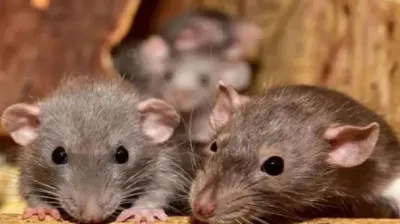 हरिद्वार : जिला अस्पताल में बड़ी लापरवाही, मॉर्चरी में शव को चूहों ने कुतरा, परिजनों का हंगामा