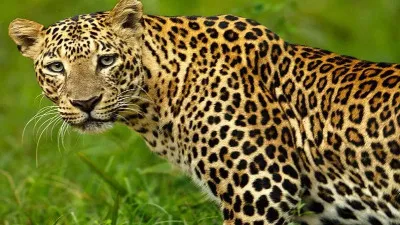 Sitapur News : जंगल में मिला तेंदुए का शव, इलाके में हड़कंप