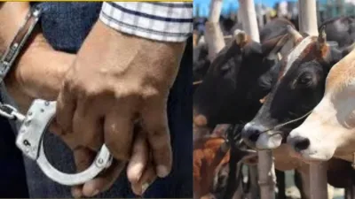 वाराणसी में गो-तस्करी के खिलाफ सख्त कार्रवाई, 2025 में 42 मुकदमे दर्ज, 111 तस्कर गिरफ्तार