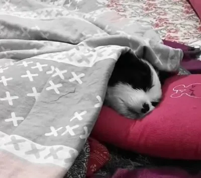 कुत्ते के लिए एसी कमरा, सुबह-शाम नाश्ता-भोजन: पूरे ठाठ-बाट से रहता बलिया का ‘टूफी’,