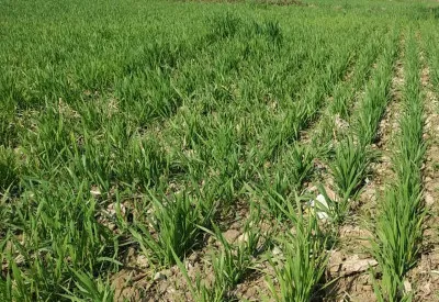 लखनऊ : डिजिटल क्रॉप सर्वे शुरू, 3.93 लाख गाटों का होगा सर्वेक्षण, किसानों को मिलेगा सीधा लाभ