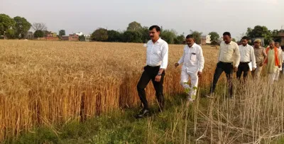 डीएम की निगरानी में पूरी हुई क्रॉप कटिंग, बीमित किसानों की क्षतिपूर्ति का रास्ता साफ