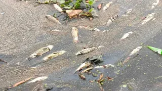 Ballia News : संदिग्ध हालात में तालाब की लाखों रुपये की मछलियां मरीं, जहर डालने का आरोप