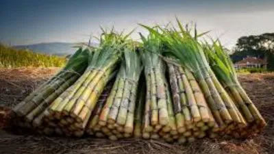 सहारनपुर : पापुलर और बेमौसम बारिश से गन्ने की पैदावार प्रभावित, 15-20% तक गिरावट