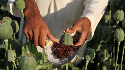 बेमौसम बारिश और गिरते दामों से खस किसानों पर संकट, लागत निकालना भी मुश्किल