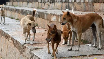 बरेली में आवारा कुत्तों का बढ़ता आतंक: करोड़ों खर्च के बावजूद नहीं थम रही समस्या