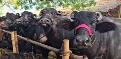 Ballia News : दियारा से 11 भैंसें रहस्यमय ढंग से गायब, एक घायल हालत में लौटी; पशुपालकों ने लगाई न्याय की गुहार