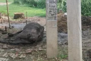 बलिया : बिजली के खंभे में उतरा करंट, चपेट में आने से गाय की मौत