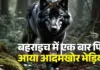 UP News : मां की गोद से बच्ची को उठा ले गया आदमखोर भेड़िया, ताबड़तोड़ तीसरी वारदात से दहशत