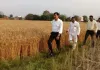 डीएम की निगरानी में पूरी हुई क्रॉप कटिंग, बीमित किसानों की क्षतिपूर्ति का रास्ता साफ