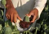 बेमौसम बारिश और गिरते दामों से खस किसानों पर संकट, लागत निकालना भी मुश्किल