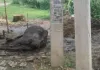 बलिया : बिजली के खंभे में उतरा करंट, चपेट में आने से गाय की मौत