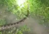 Ballia News : बलिया में 12 फीट लंबे अजगर से दहशत, ग्रामीणों ने वन विभाग से पकड़ने की लगाई गुहार