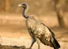 UP : विलुप्ति की कगार पर पहुंचे गिद्ध फिर दिखने लगे, दिसंबर में की जाएगी जनगणना