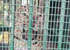 Lakhimpur Kheri News : बाघ के लिए लगाए गए पिंजरे में फंस गया तेंदुआ, वन विभाग ने सुरक्षित छोड़ा कतर्नियाघाट जंगल में
