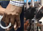 वाराणसी में गो-तस्करी के खिलाफ सख्त कार्रवाई, 2025 में 42 मुकदमे दर्ज, 111 तस्कर गिरफ्तार