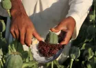 बेमौसम बारिश और गिरते दामों से खस किसानों पर संकट, लागत निकालना भी मुश्किल