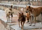 बरेली में आवारा कुत्तों का बढ़ता आतंक: करोड़ों खर्च के बावजूद नहीं थम रही समस्या