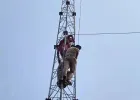 बस्ती में वायरलेस टावर पर चढ़कर प्रदर्शन करने वाली महिला पर मुकदमा दर्ज