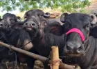 Ballia News : दियारा से 11 भैंसें रहस्यमय ढंग से गायब, एक घायल हालत में लौटी; पशुपालकों ने लगाई न्याय की गुहार
