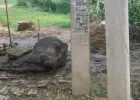 बलिया : बिजली के खंभे में उतरा करंट, चपेट में आने से गाय की मौत