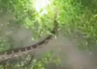 Ballia News : बलिया में 12 फीट लंबे अजगर से दहशत, ग्रामीणों ने वन विभाग से पकड़ने की लगाई गुहार
