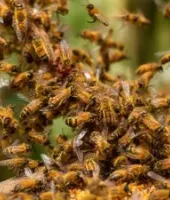 बलिया : मधुमक्खियों के हमले में अधेड़ की मौत, गांव में दहशत का माहौल