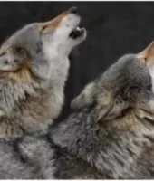 बहराइच: पांच वर्षीय मासूम को भेड़ियों ने बनाया निशाना, तीन महीनों में 9 हमलों से गांवों में दहशत का माहौल