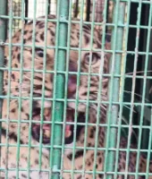 Lakhimpur Kheri News : बाघ के लिए लगाए गए पिंजरे में फंस गया तेंदुआ, वन विभाग ने सुरक्षित छोड़ा कतर्नियाघाट जंगल में