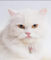 देवरिया में लापता पालतू बिल्ली पर 10 हजार का इनाम, 20 दिसंबर से नहीं मिला सुराग