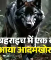 UP News : मां की गोद से बच्ची को उठा ले गया आदमखोर भेड़िया, ताबड़तोड़ तीसरी वारदात से दहशत