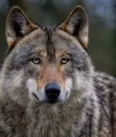 बहराइच : घर में घुसकर भेड़िया मासूम को उठा ले गया, गांव में दहशत का माहौल