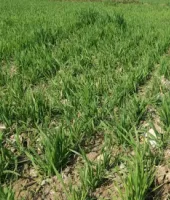 लखनऊ : डिजिटल क्रॉप सर्वे शुरू, 3.93 लाख गाटों का होगा सर्वेक्षण, किसानों को मिलेगा सीधा लाभ