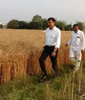 डीएम की निगरानी में पूरी हुई क्रॉप कटिंग, बीमित किसानों की क्षतिपूर्ति का रास्ता साफ