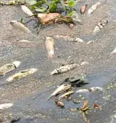 Ballia News : संदिग्ध हालात में तालाब की लाखों रुपये की मछलियां मरीं, जहर डालने का आरोप