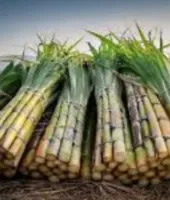 सहारनपुर : पापुलर और बेमौसम बारिश से गन्ने की पैदावार प्रभावित, 15-20% तक गिरावट