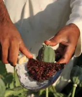 बेमौसम बारिश और गिरते दामों से खस किसानों पर संकट, लागत निकालना भी मुश्किल