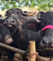 Ballia News : दियारा से 11 भैंसें रहस्यमय ढंग से गायब, एक घायल हालत में लौटी; पशुपालकों ने लगाई न्याय की गुहार