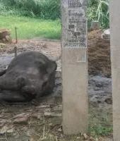 बलिया : बिजली के खंभे में उतरा करंट, चपेट में आने से गाय की मौत